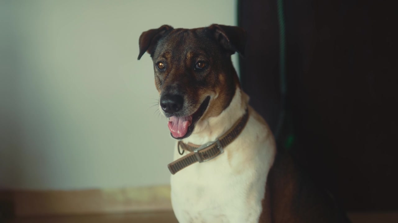 Close up of dog sitting indoors turning head and blinking in soft light