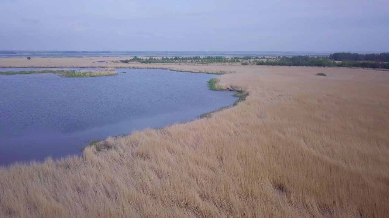 Vista aerea del lago invaso da canne marroni e acqua azzurra, lago Liepaja, Lettonia, giornata di sole, tempo calmo, ripresa grandangolare con drone in movimento in avanti.