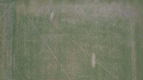 aerial view of young suffering corn crops growing under the sun in dry soil at sunset drone shot, drought , climate change concept