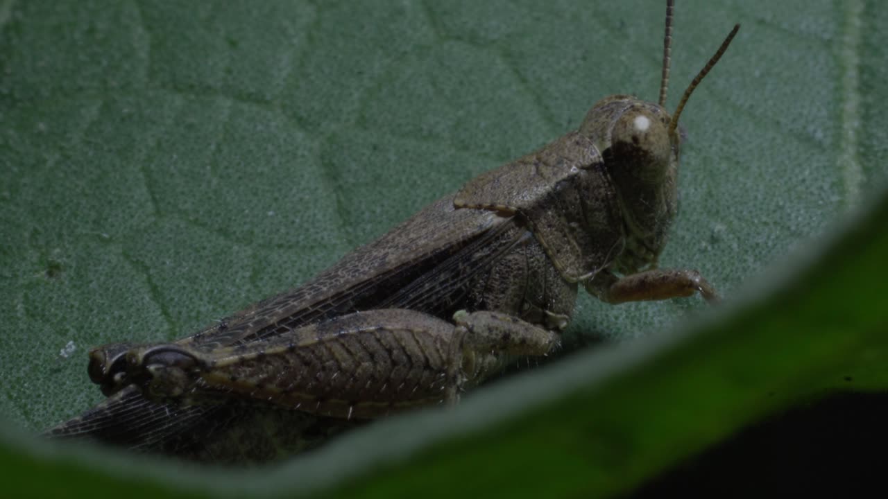 Macro shot of a brown grasshopper resting on a green leaf. The camera captures detailed textures of the insect’s body and wings, highlighting its natural camouflage and delicate movements in the wild