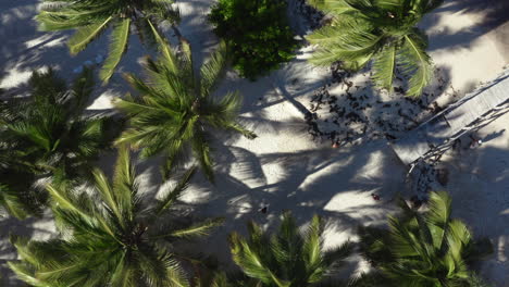 palm trees on tropical white sand beach blown by wind, overhead