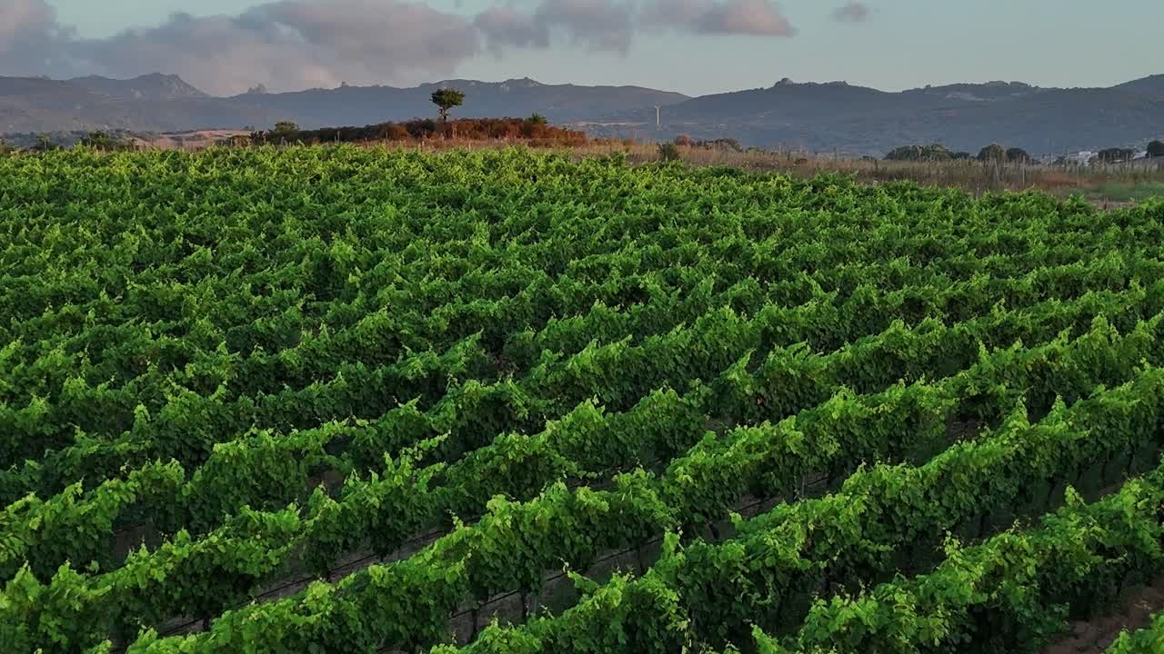 Utforsk vingårder på Sardinia i kveldslyset
