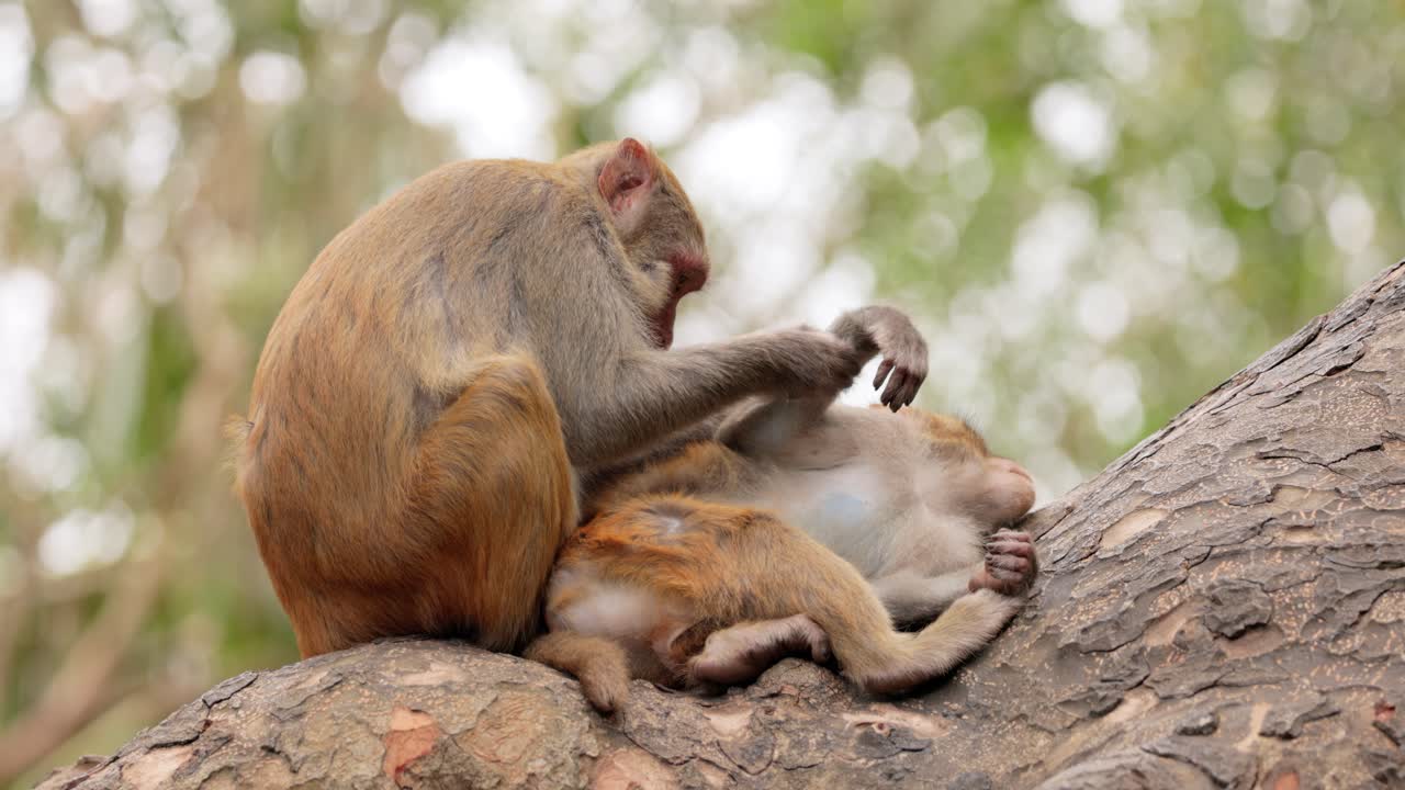 Macaques in nature. Macaques constitute a genus (Macaca) of gregarious monkeys. Macaques are found in a variety of habitats throughout the Asian continent and are highly adaptable