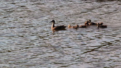 Familia-De-Patos-Nadando-Al-Atardecer-En-El-Norte-De-Ontario