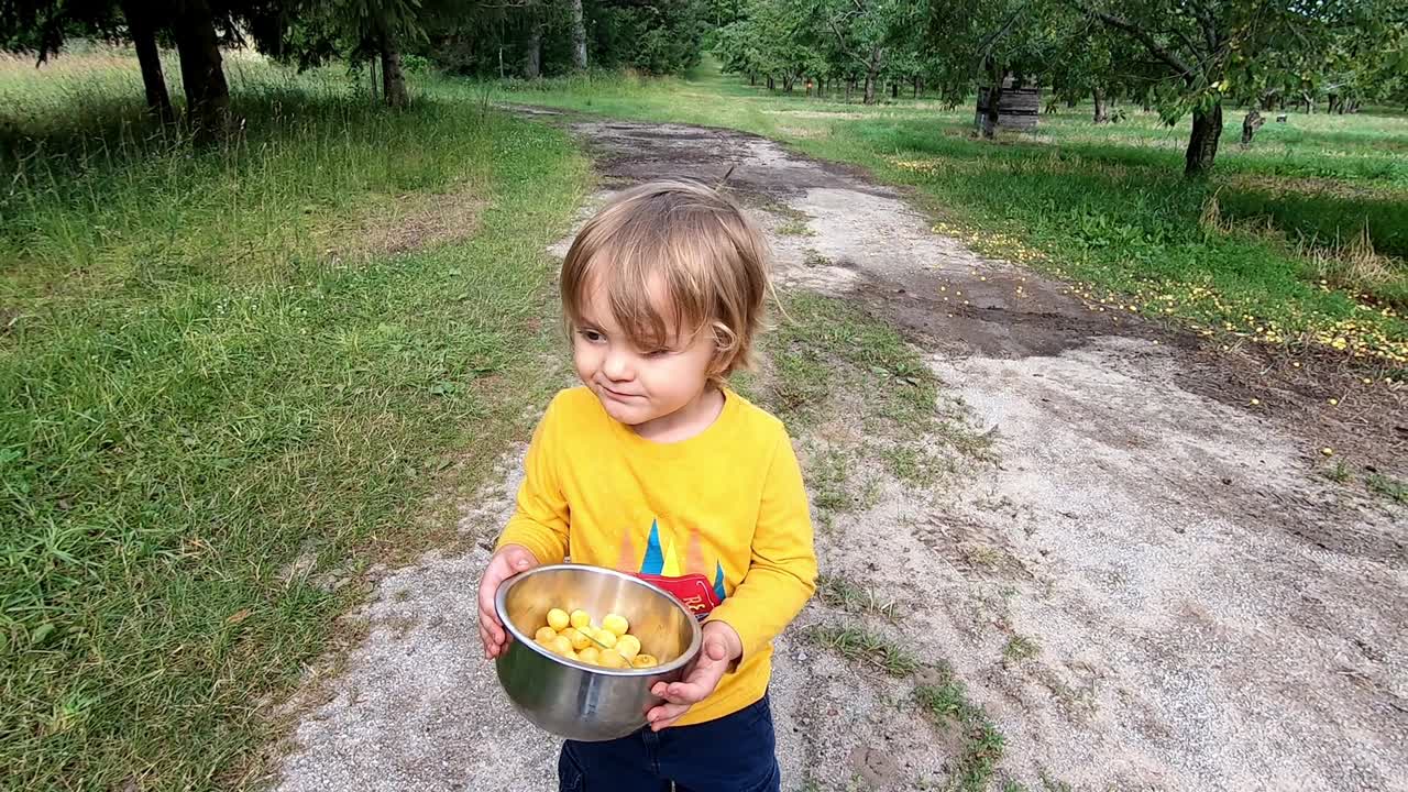 Un bambino che trasporta una ciotola di ciliegie gialle appena raccolte in un frutteto a Traverse City, Michigan - al rallentatore.