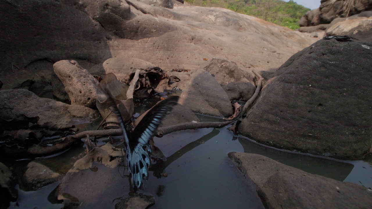 Stunning Blue Mormon butterfly among bees and moths drinking from a stagnant forest puddle