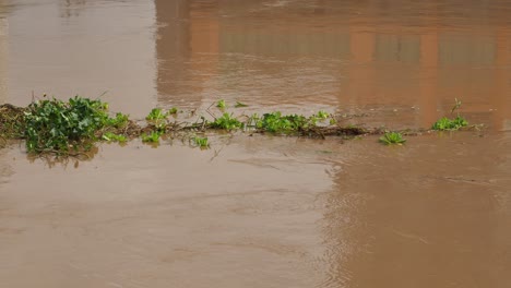 agua fangosa que fluye con restos de plantas
