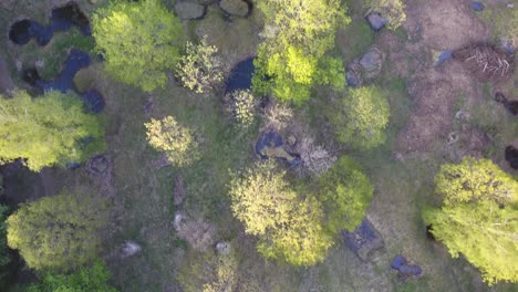 Flying-over-a-forest-and-shell-holes-filled-with-water.-Sunset-time,-Verdun