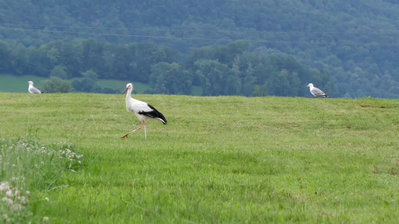 Wide shot showing white stork hunting and seagulls in background on grass field during cloudy day, slow motion
