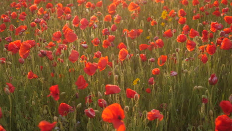 close up of west pentire golden red poppies