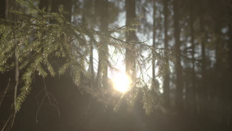 close up shot of conifer tree in forest with sunset sun rays at horizon