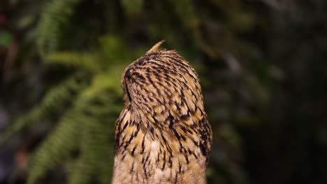 an owl rotates its head in a natural setting.