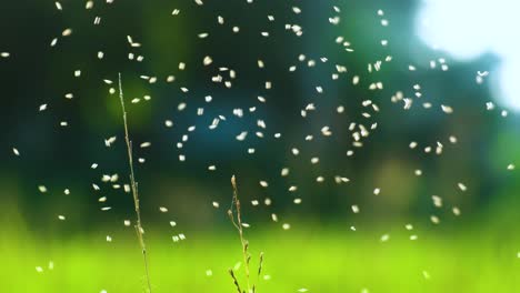 Whiteflies-swarming-over-rice-paddy-fields-in-Bangladesh