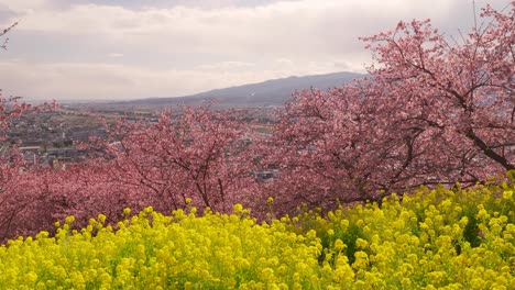 beautiful spring scenery in japan with pink sakura trees and yellow rapeseed