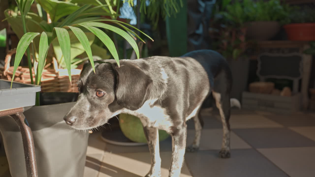 Un cane curioso si aggira in un accogliente vivaio pieno di vegetazione rigogliosa. Un curioso esemplare canino nero ispeziona varie felci in vaso e contenitori in terracotta durante le tranquille ore pomeridiane