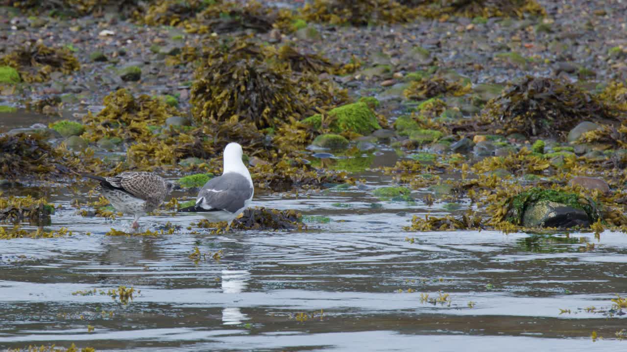 Two seagulls walk and interact on a seaweed-covered, rocky beach under overcast natural light, with the camera maintaining a steady, wide perspective throughout