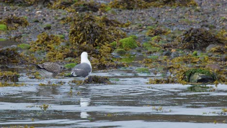 two seagulls walk and interact on a seaweed-covered, rocky beach under overcast natural light, with the camera maintaining a steady, wide perspective throughout