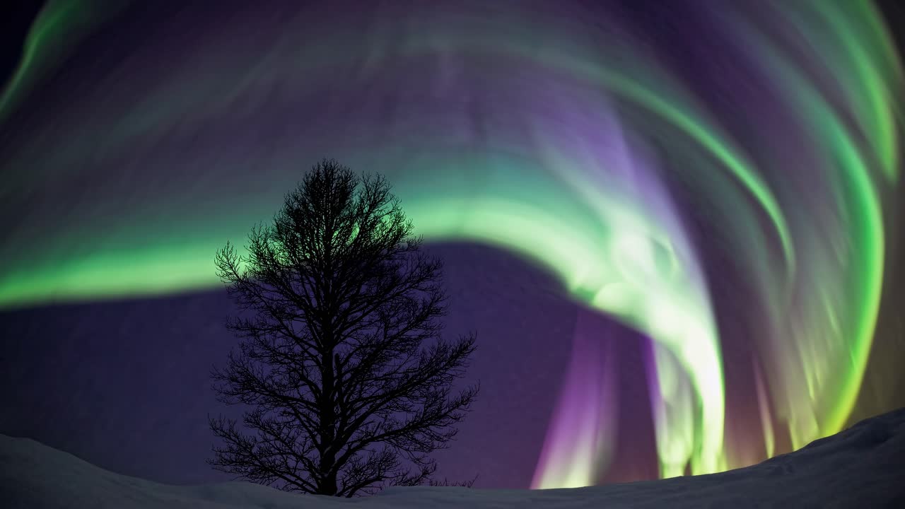 Silhouette of a tree against vibrant northern lights in a low-angle shot, capturing the ethereal