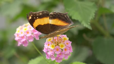 Monarch-butterfly-or-Danaus-plexippus-is-a-milkweed-butterfly-in-the-family-Nymphalidae