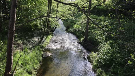 en un arroyo de bosque caducifolio en sauerland