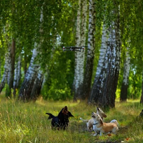 dogs playing with copter