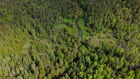 Lush Canadian vibrant verdant forest landscape with winding river, aerial backdrop