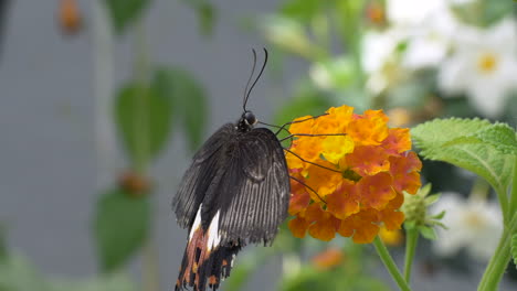 Wildtier-Schmetterling-Mit-Geraden-Flügeln,-Der-Bei-Sonnenlicht-Auf-Einer-Orangefarbenen-Blume-In-Der-Wildnis-Ruht---Makroaufnahme