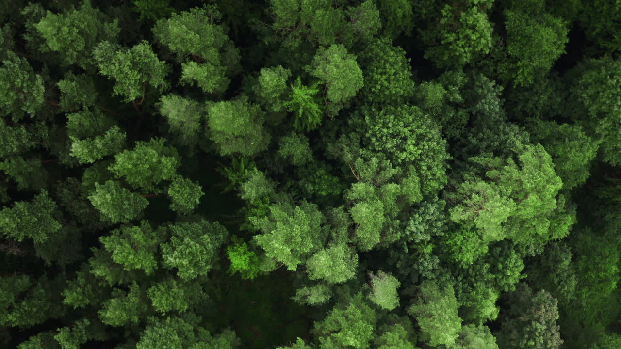 Aerial top down view of a dense green forest canopy, showcasing a variety of lush trees and rich foliage in a natural, untouched landscape. Summer forest from above.