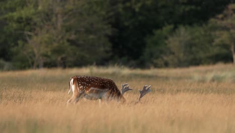 Ein-Wunderschönes-Damhirsch,-Das-An-Einem-Sonnigen-Nachmittag-Ruhig-Auf-Einem-Ruhigen-Feld-Weidet