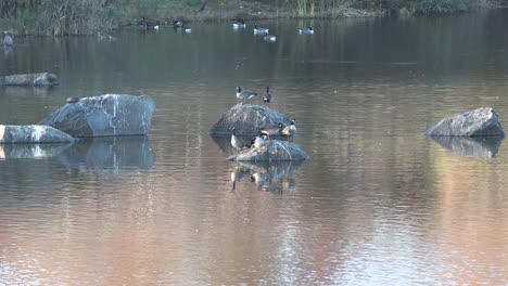 geese standing on two rocks in pond near the end of the day. water is moving and there are reflections. geese swimming in background. turtle on the other rock. grass visible at back edge of pond.