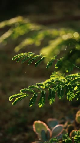primer plano de hojas verdes a la luz del sol