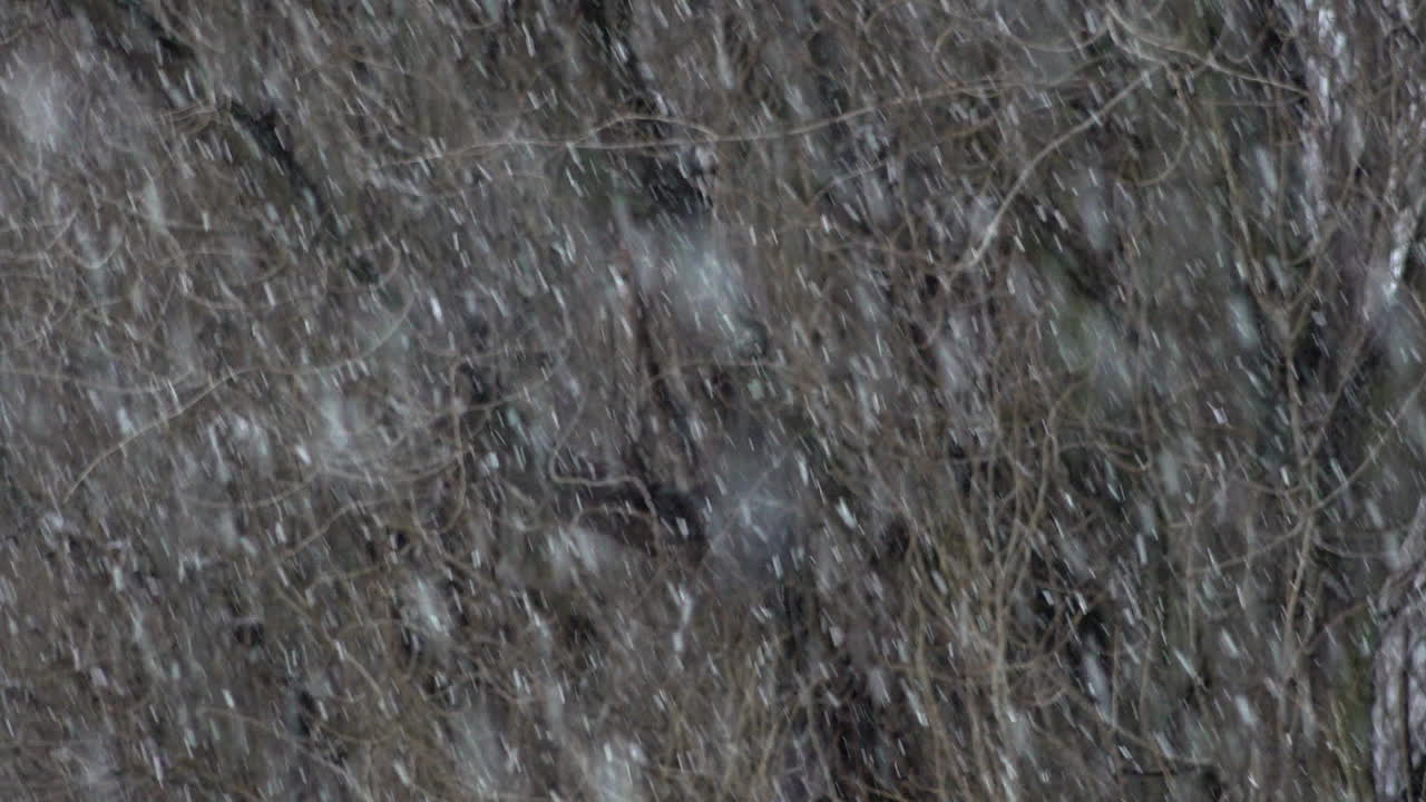 A slow motion shot of heavy snow falling in front bare tree trunks and branches during a cold winter storm