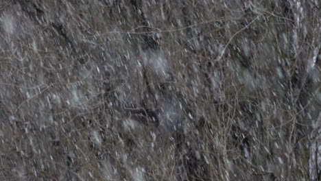 a slow motion shot of heavy snow falling in front bare tree trunks and branches during a cold winter storm