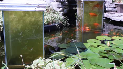 this is one of two open bottom aquariums in why koi pond, the fish enjoy it just as much as i do....