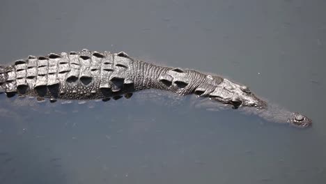 cocodrilos 03