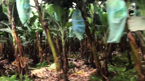 conduciendo por una plantación de banano en el área rural de ecuador filmando con estabilizador desde un automóvil en movimiento