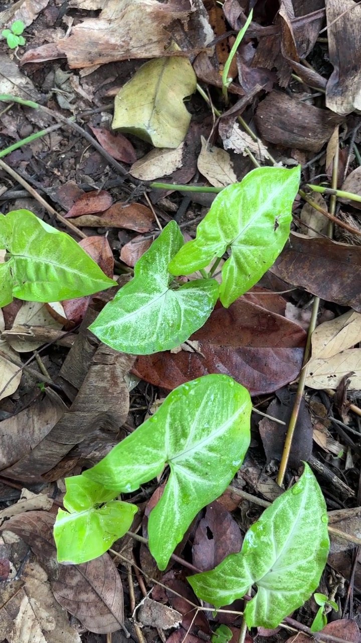 Folhas verdes frescas de planta ponta de flecha crescendo no chão da floresta