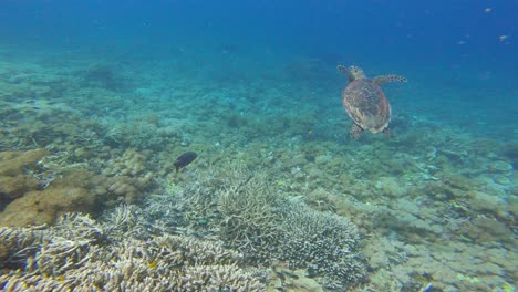 Tortuga-Carey-Nadando-En-Mares-Tropicales-Y-Exóticos