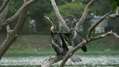 Pájaro-Grúa-Sentado-En-Un-árbol-En-El-Parque