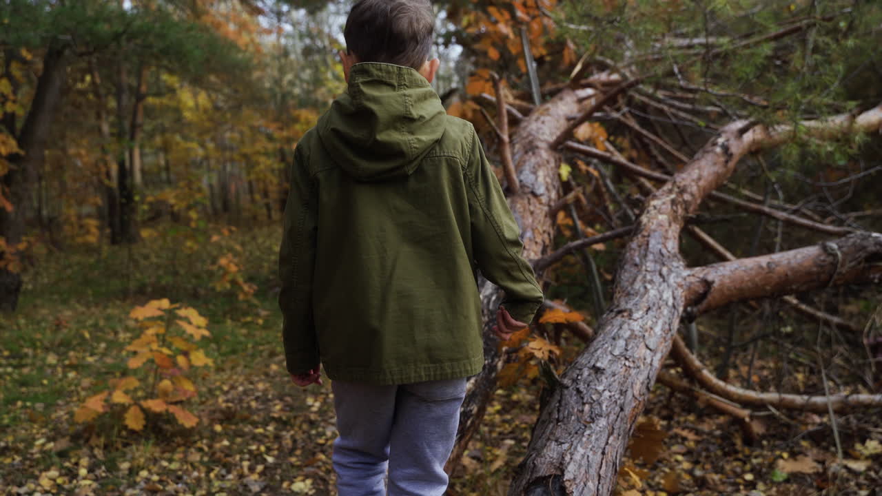 Kid walking over a dead tree