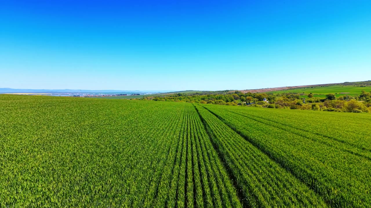 Aerial view of green agricultural field with crop rows. Elevated view of a vibrant green young cereal field with structured rows under a clear blue sky.
