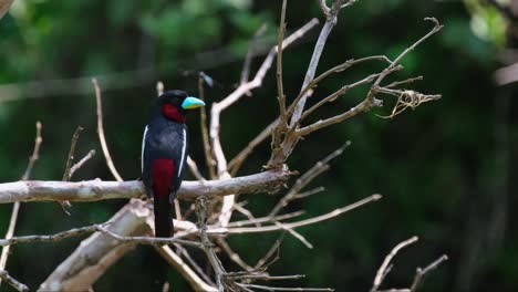 sentado en un árbol caído cymbirhynchus macrorhynchos de pico ancho negro y rojo está mirando hacia la derecha, mientras que algunos insectos están volando a su alrededor, dentro del parque nacional kaeng krachan, tailandia