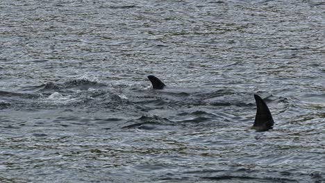imágenes en cámara lenta de orcas asesinas salpicando y buceando juntas en el mar