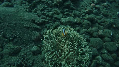 Clownfish-at-Tulamben-Coral-Garden,-underwater-super-slow-mo