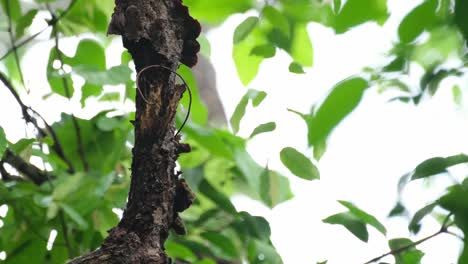 Von-Hinten-Gesehen-Sieht-Man-Den-Ast,-Während-Er-Auf-Der-Rinde-Dieses-Morschen-Baumes-Nach-Nahrung-Sucht,-Spitzenspecht-Picus-Vittatus,-Weibchen,-Thailand