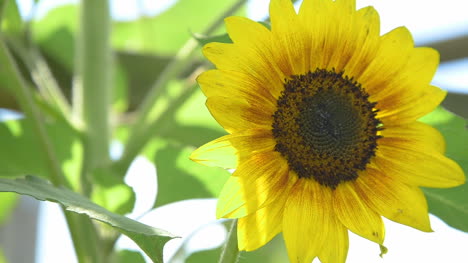 primer plano de la agricultura de girasol granja de girasol 1