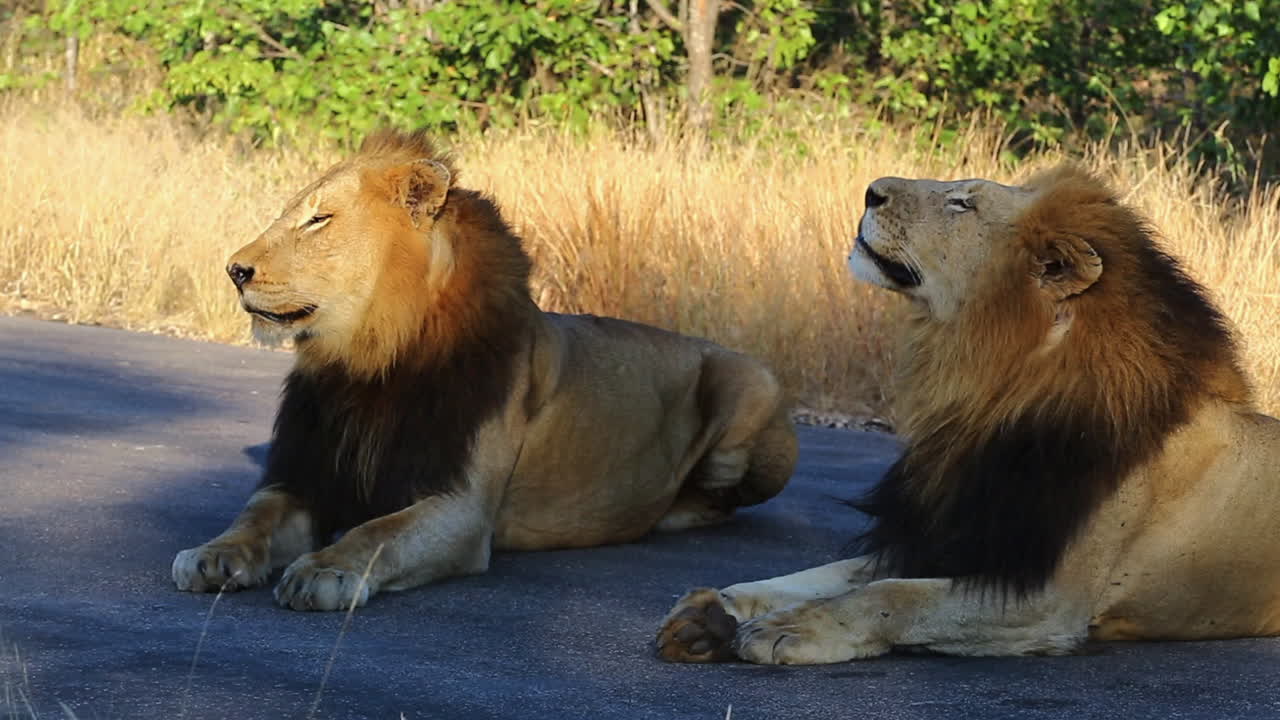 Una coalizione di leoni maschi nomadi dalla criniera scura giaceva insieme su una strada asfaltata, tenendo d'occhio attentamente i dintorni e fiutando l'aria in cerca di leonesse nelle vicinanze, nel Grande Kruger