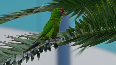 bright green parrot perched on palm leaves, tropical bird in a sunny environment