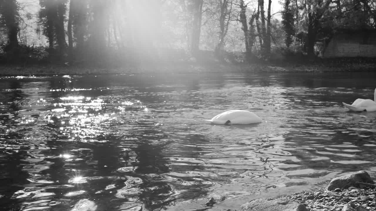스위스 렌슈타트 (wallenstadt) 의 평온한 물에서 미끄러지는 두 마리의  오리들의 우아한 흑백 영상.