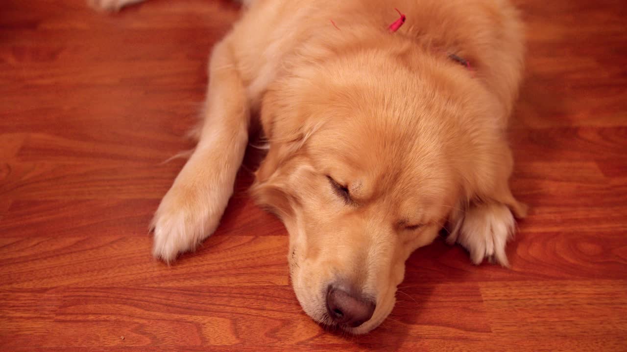 라미네이트 바닥에서 자고 있는 골든 리트리버 개